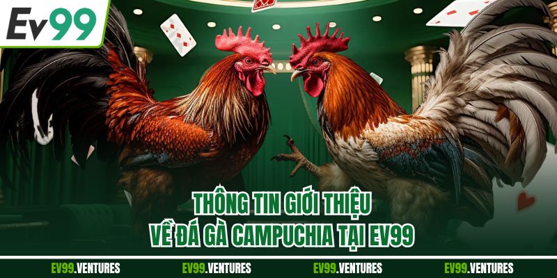 Thông tin giới thiệu về đá gà Campuchia tại EV99